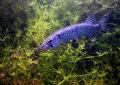   brochet  